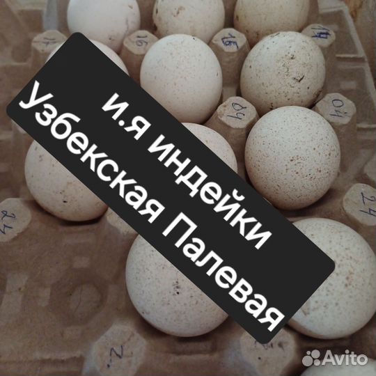 Гуси, индюшки, яйцо инкуб