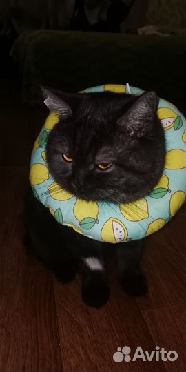 Воротник после кастрации мягкий защитный