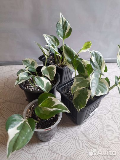 Эпипремиумы. Филоденроны. Сциндапсус