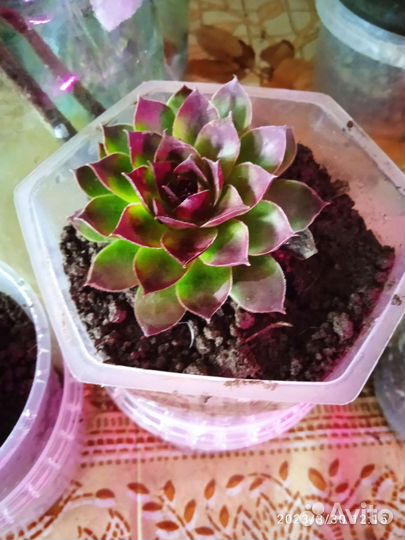 Молодило каменная роза (эхеверия )