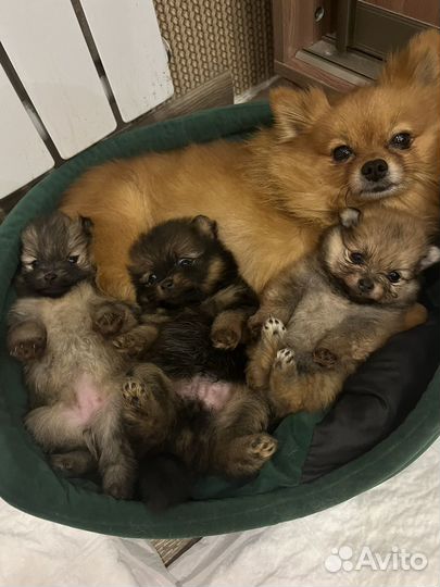 Щенок шпица