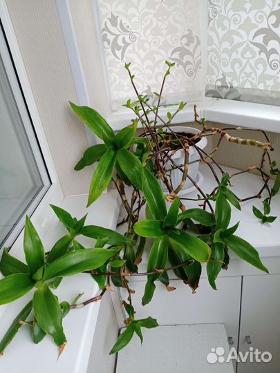 Растения лечебные