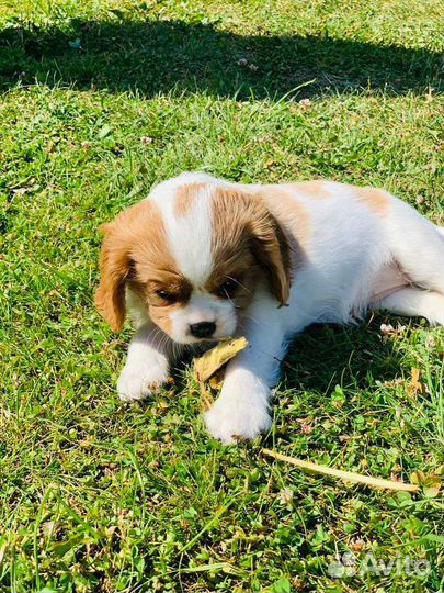 Кинг чарльз спаниель