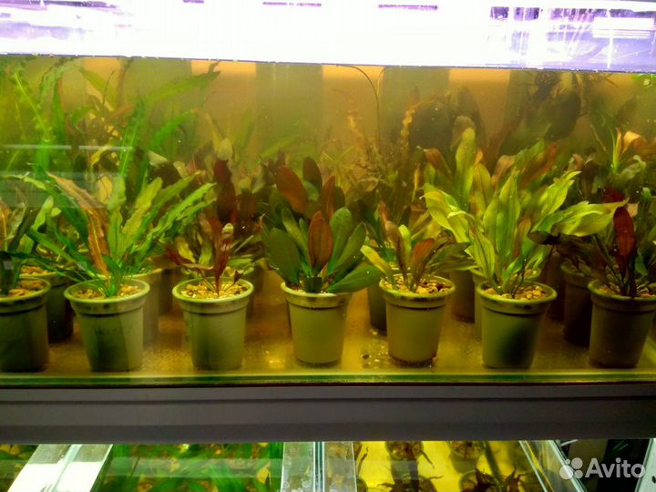 Лучшая коллекция эхинодорусов Екатеринбурга