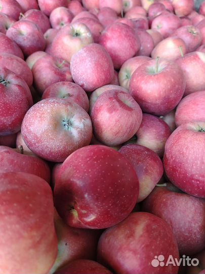Продам яблоки оптом