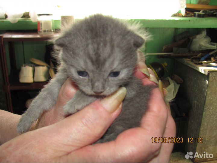 Котята отдам за монетку