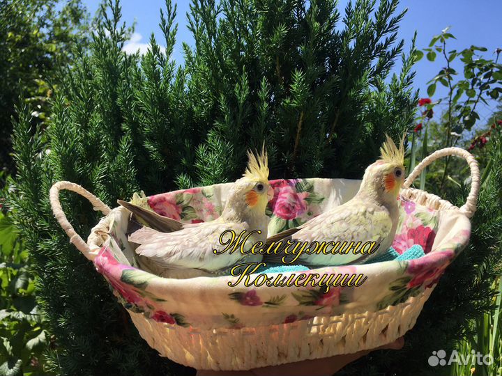 Ручной говорящий попугай Корелла птенец