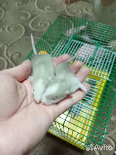 Крыса и крысятки