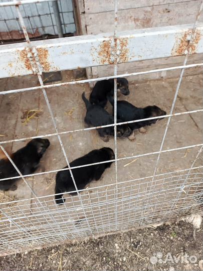 Щенки немецкой овчарки