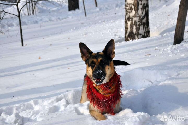 Собака для фотосессии