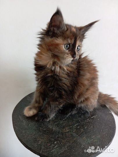 Котята мейнкун