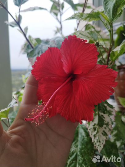 Гибискус вариегатный-китайская роза пестролистная