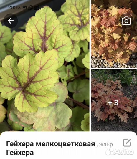 Многолетники