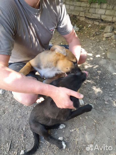 Собака в добрые руки щенок