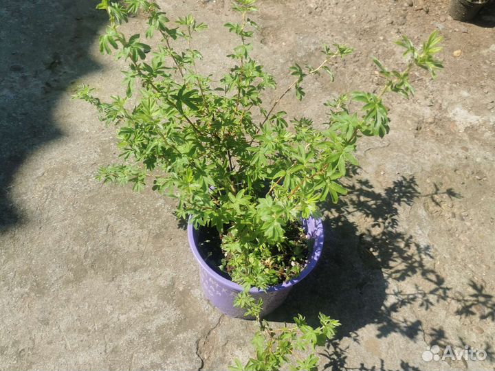 Лапчатка белая