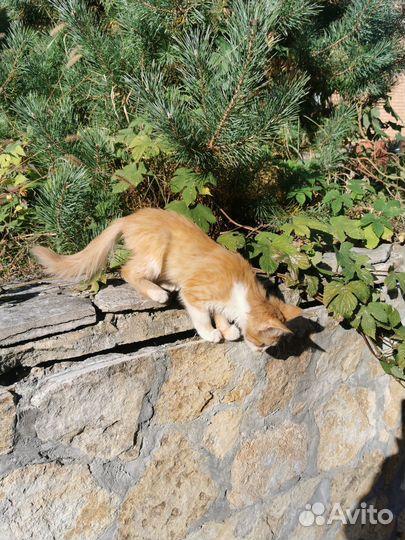 Котенок в добрые руки