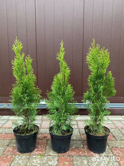 Туя Смарагд