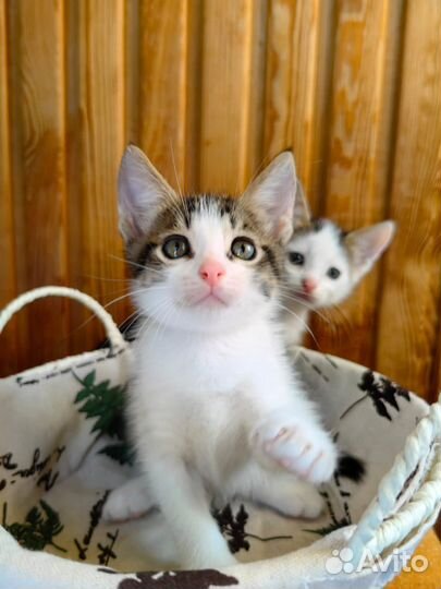 Котятки мальчики :)