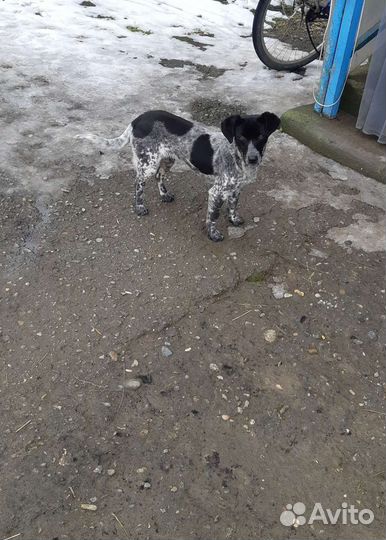 В добрые руки