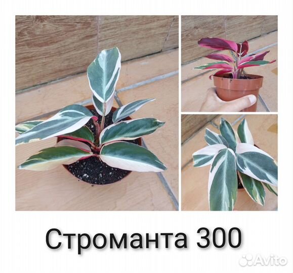 Комнатные цветы