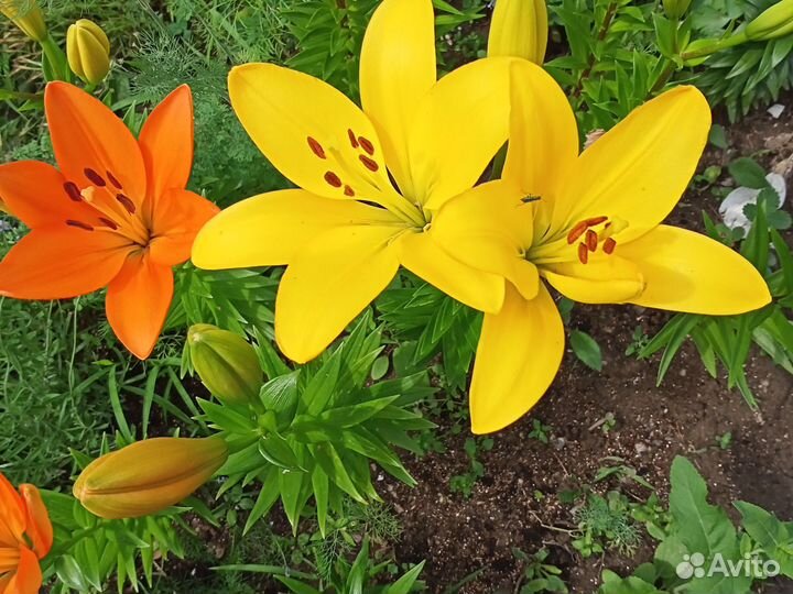 Лилия с луковицей