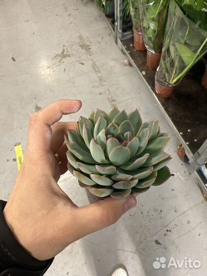 Суккуленты комнатное растение