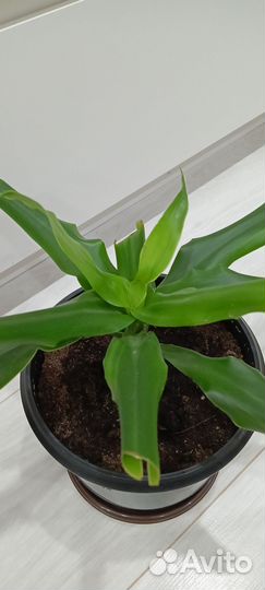 Драцена голд