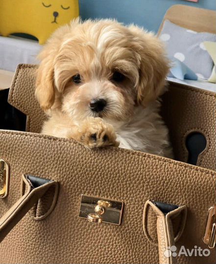 Собаки щенки мальтипу mini