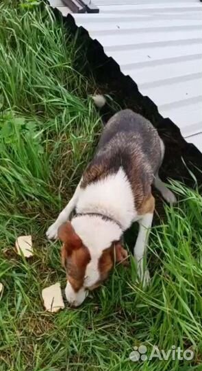 Бездомный пёсик ждёт семью, хороший охранник