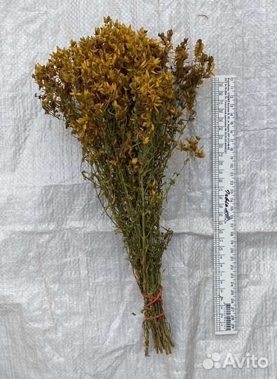 Лаванда Крымская, букетик