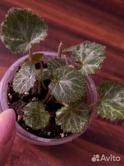 Камнеломка плетеносная