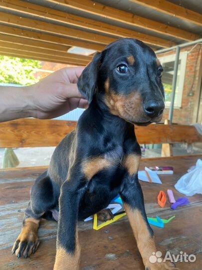 Щенки добермана