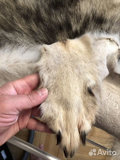 Шкура волка