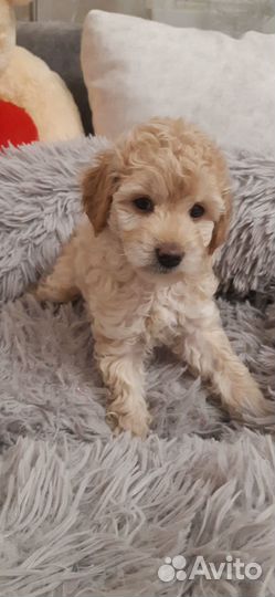 Щенки мальтипу f1 стандарт