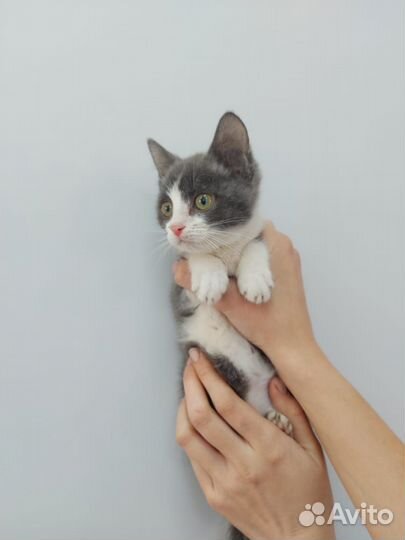 Кошечка стерилизованная