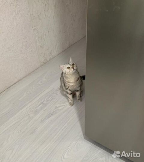 Кошка и кот