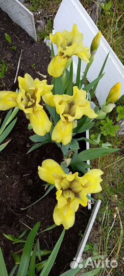 Ирисы карликовые