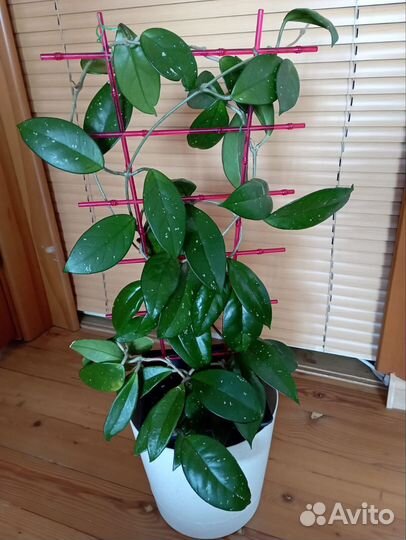 Хойя Карноза