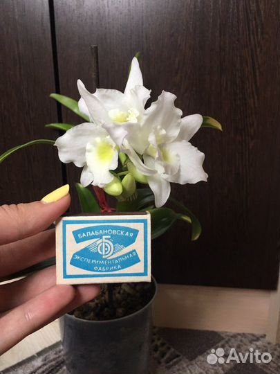 Дендробиум Нобиле отростки