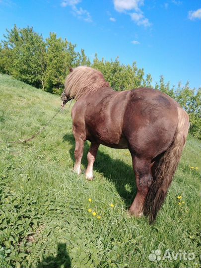 Лошадь жеребец совецкий телажавец