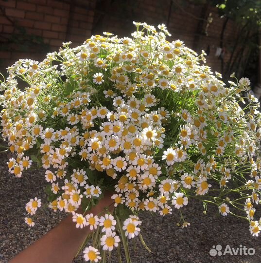 Букет из ромашек