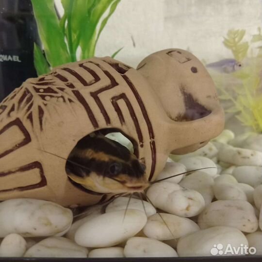 Сом платидорас