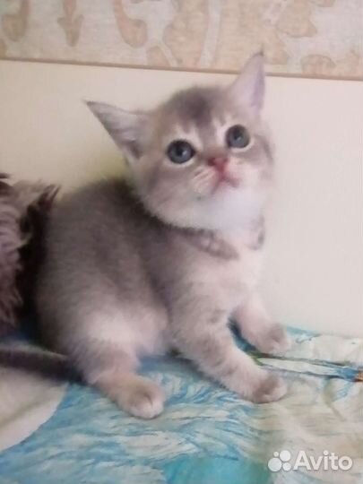 Шотландские вислоухие золотые мишутки