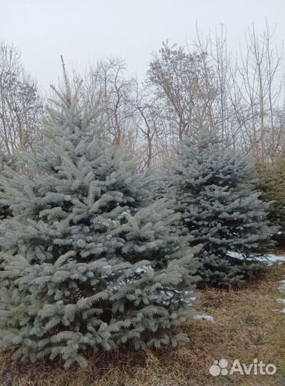 Ель 1.2м