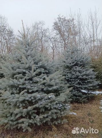 Ель 1.2м