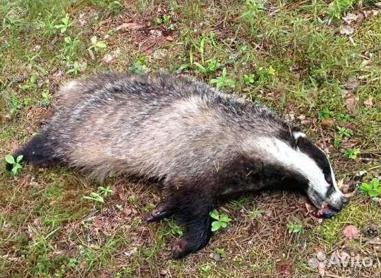 Барсучий жир от охотника