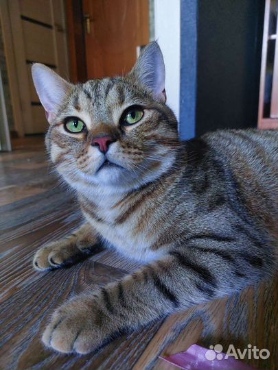 Кот в добрые руки