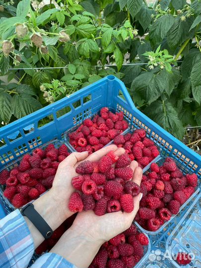 Ремонтантная малина Полонез