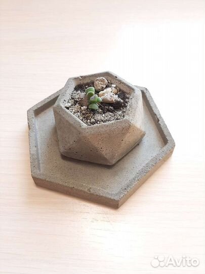 Бетонные горшки и суккуленты