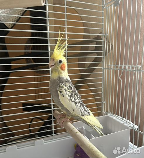 Попугай корелла мальчик